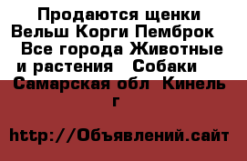 Продаются щенки Вельш Корги Пемброк  - Все города Животные и растения » Собаки   . Самарская обл.,Кинель г.